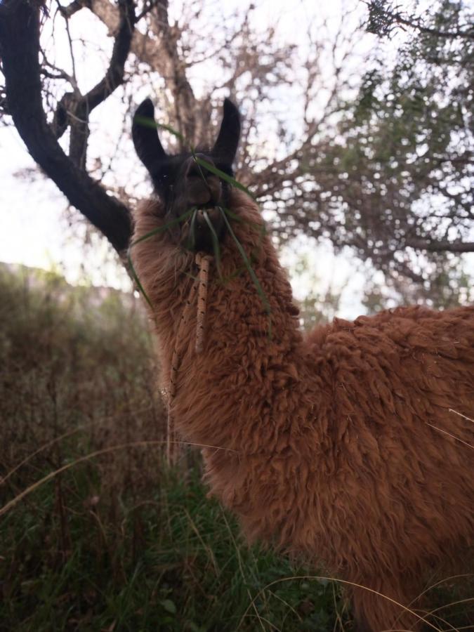 Dormir Con Llamas Maimara Luaran gambar