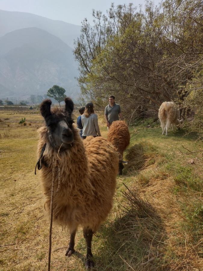 Dormir Con Llamas Maimara Luaran gambar