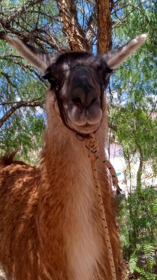 Dormir Con Llamas Maimara Luaran gambar